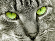 cat's eyes