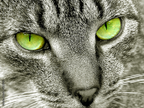 cat eyes foto. cat#39;s eyes