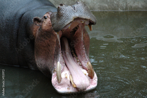 hippopotame