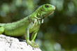 male green iguana
