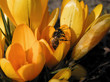 bee on crocus spring