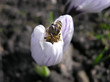 bee on pink flower