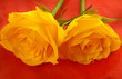 yellow roses on flame orange background