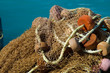 fish net
