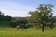 chêne sur le causse de lanhac