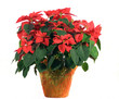 poinsettia on white