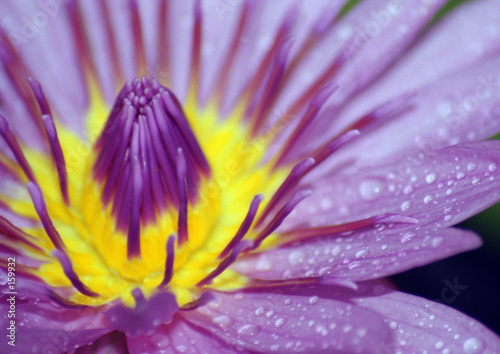 fleur de lotus-lotus flower
