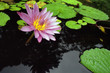 fleur de lotus-lotus flower