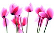 Cyclamen