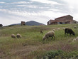 lamb,  sheep, farmland 1