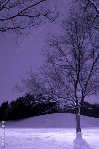 Photo: light post behind the tree, winter scene light post behind the tree, winter scene