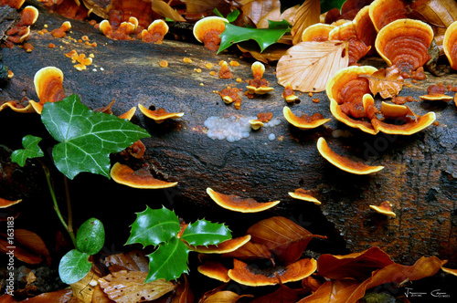 champignon et nature champignon et nature