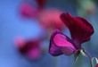 romantic cupani sweetpea