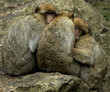 trois singes
