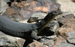 varan