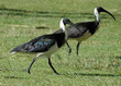 ibis d'australie