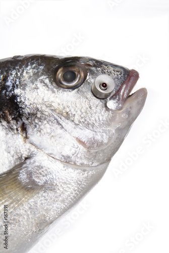 poisson