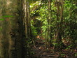 jungla