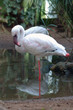 flamingo flamingo