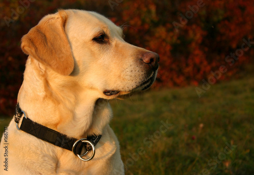 Photo: autumn labrador portrait autumn labrador portrait