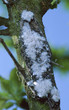 cochenille