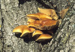 polypore souffré