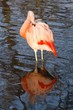 red thoughful duck