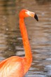 perfect red duck