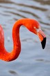 long beak duck