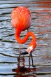 red duck drink