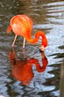 red water duck
