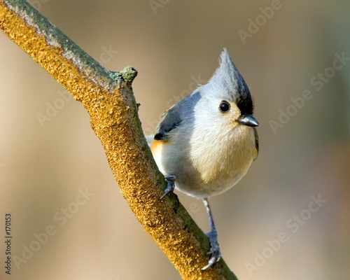 Photo: bird on a branch bird on a branch