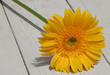 Photo: yellow gerber yellow gerber