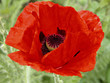 coquelicot des champs n° 4