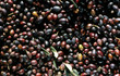 olives olives