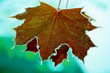 automne automne