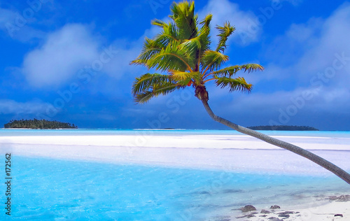 paradise palm