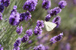 lavendel lavendel