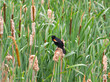 redwinged blackbird in rushes