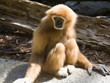 Foto: white handed gibbon white handed gibbon