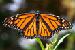Photo: closeup of monarch butterfly with wings spread closeup of monarch butterfly with wings spread