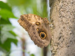 Photo: camouflaged butterfly camouflaged butterfly