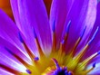 la fleur