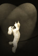 dancing poodle