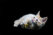 playful kitten