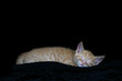one tired kitten