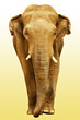 the elephant going towards