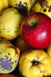 pomme,coing