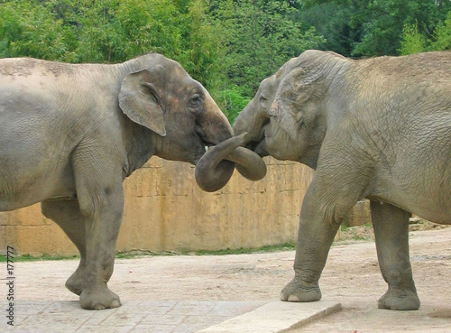 les 2 éléphants les 2 éléphants