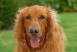golden retriever face